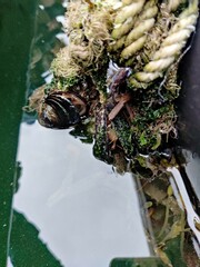 Mytilus edulis