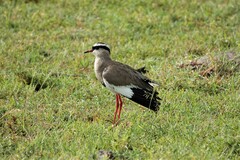 Vanellus coronatus