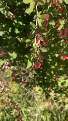 Berberis vulgaris