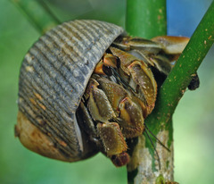 Coenobita compressus