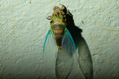 Cicadidae