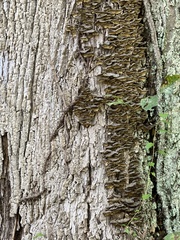 Mensularia radiata