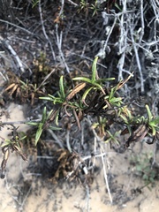 Diplacus aurantiacus