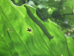 Eupanacra