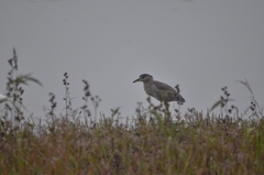 Nycticorax nycticorax