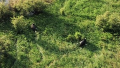 Syncerus caffer brachyceros