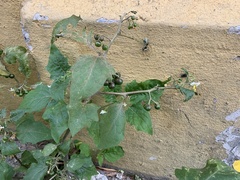 Solanum nigrum
