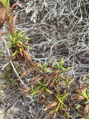 Diplacus aurantiacus