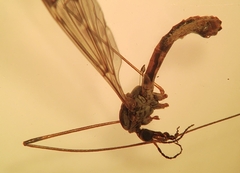 Tipula