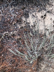 Eriogonum parvifolium