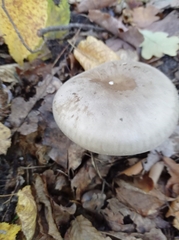 Clitocybe nebularis