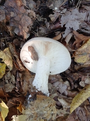 Clitocybe nebularis