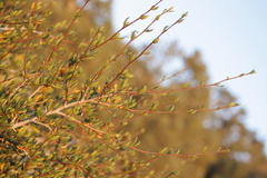 Cercocarpus ledifolius intermontanus