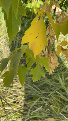 Acer negundo