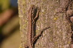 Podarcis muralis