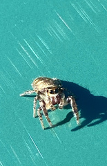 Eris militaris