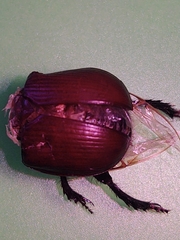 Typhaeus typhoeus