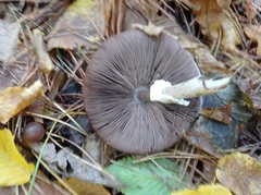 Agaricus sylvicola