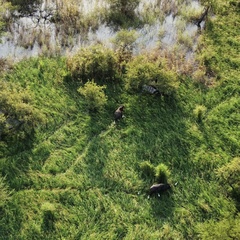 Syncerus caffer brachyceros