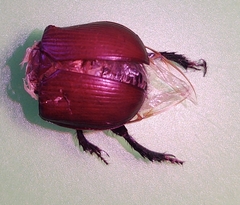 Typhaeus typhoeus