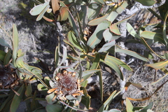 Protea lorifolia