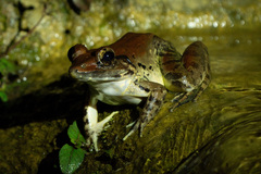 Limnonectes blythii