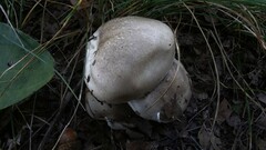Hygrophorus occidentalis