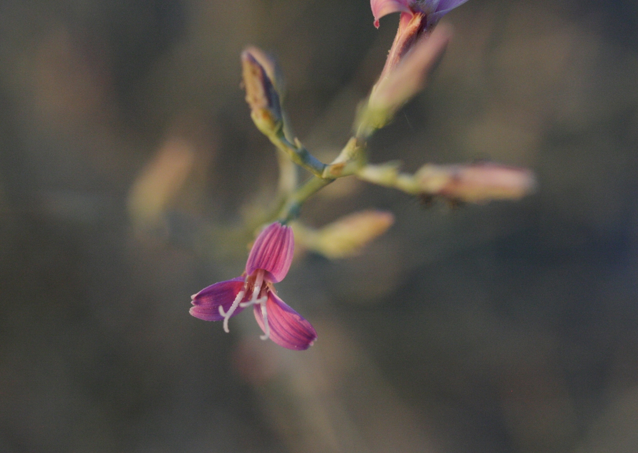 Pleiacanthus
