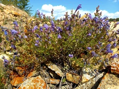 Dracocephalum peregrinum