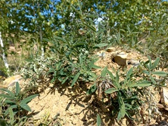 Thermopsis lanceolata