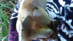 Hygrophorus occidentalis