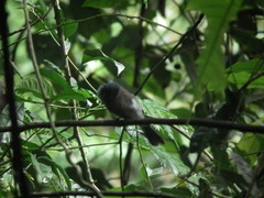 Hypothymis
