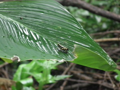 Traulia azureipennis