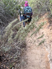 Artemisia californica
