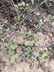 Ceanothus cuneatus