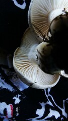 Hygrophorus occidentalis