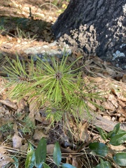Pinus clausa