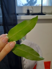 Ligustrum vulgare
