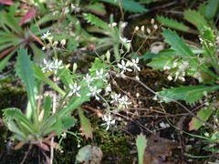 Micranthes petiolaris