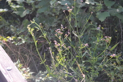 Verbena brasiliensis