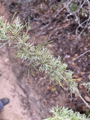 Artemisia californica