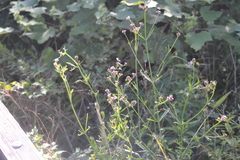 Verbena brasiliensis