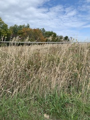 Phragmites australis