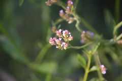 Verbena brasiliensis