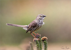 Prinia maculosa maculosa