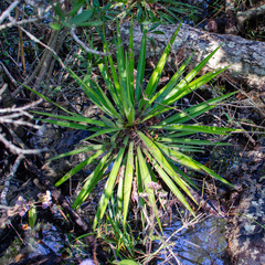 Yucca filamentosa