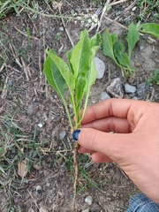 Beta vulgaris