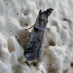 Amyelois transitella