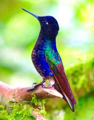 Boissonneaua jardini