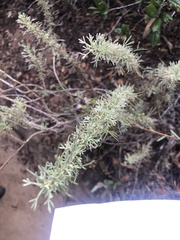 Artemisia californica